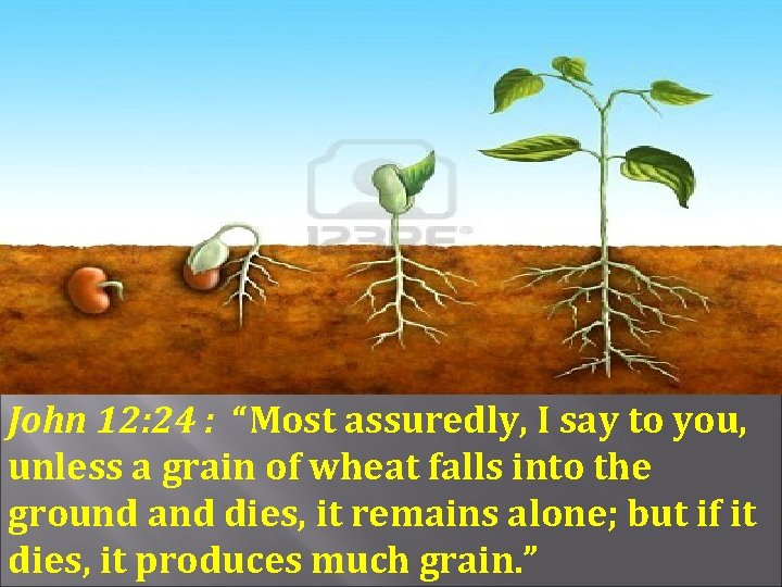 John 12: 24 : “Most assuredly, I say to you, unless a grain of