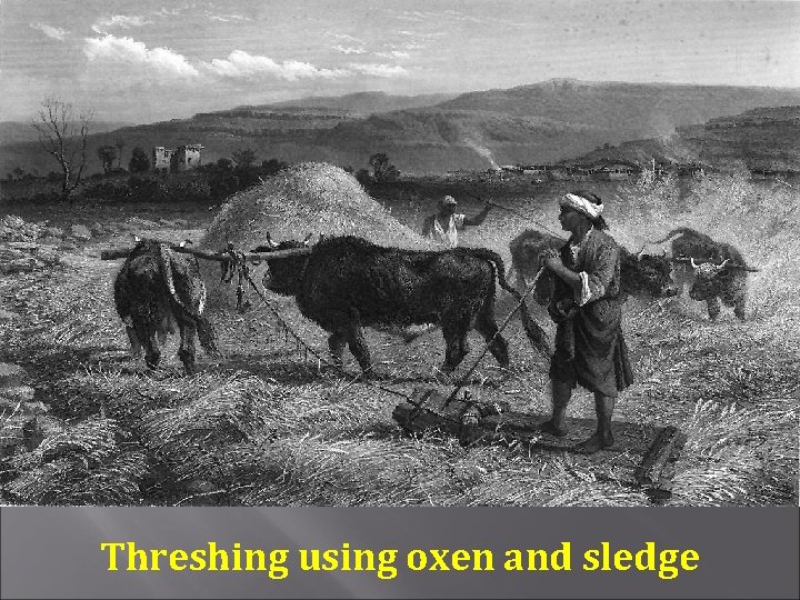 Threshing using oxen and sledge 