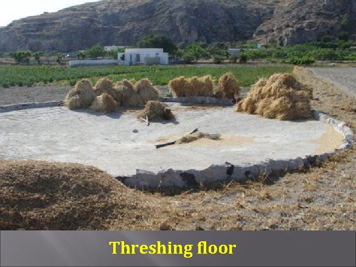 Threshing floor 