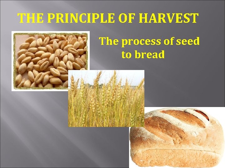 THE PRINCIPLE OF HARVEST The process of seed to bread 