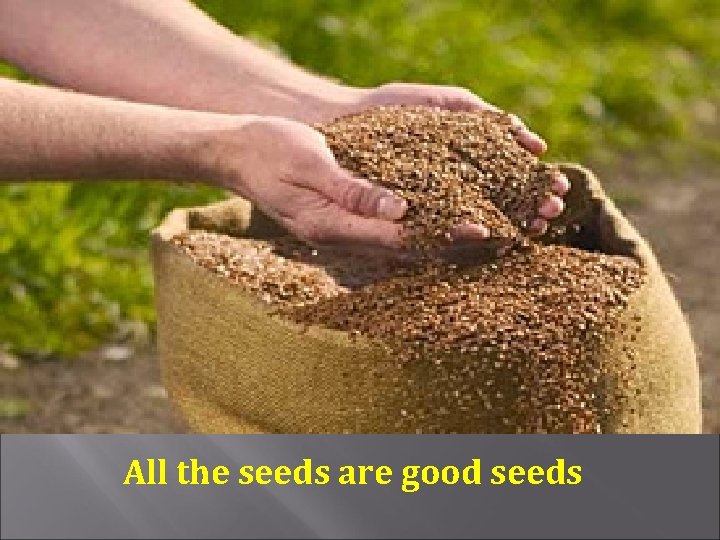 All the seeds are good seeds 