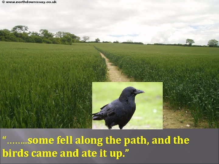 “……. . some fell along the path, and the birds came and ate it