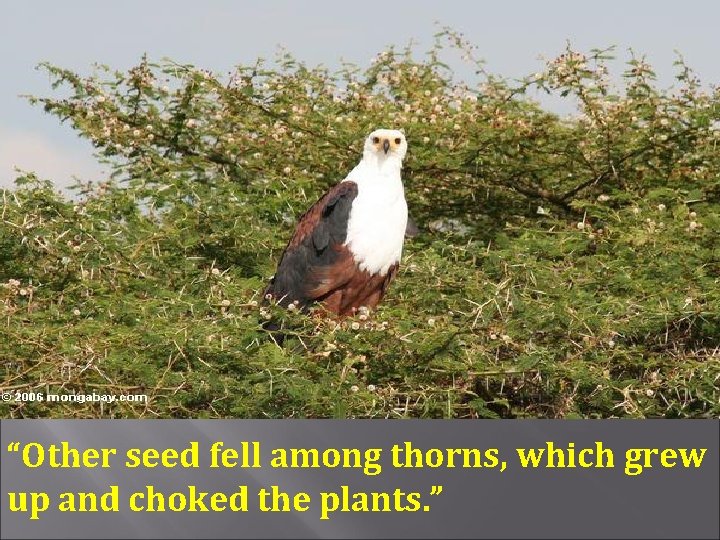 “Other seed fell among thorns, which grew up and choked the plants. ” 