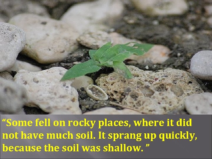 “Some fell on rocky places, where it did not have much soil. It sprang