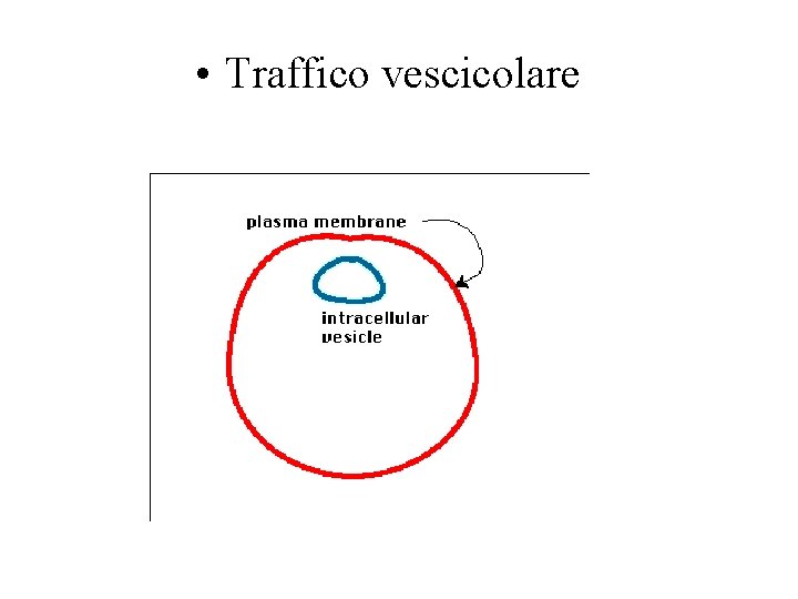  • Traffico vescicolare 