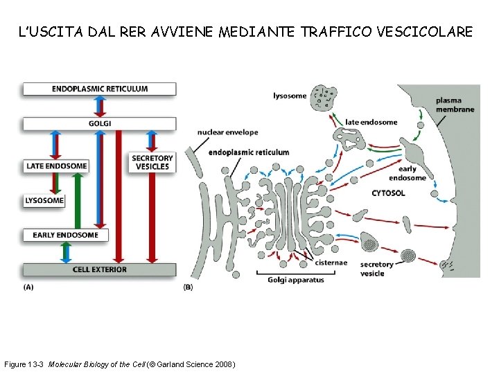 L’USCITA DAL RER AVVIENE MEDIANTE TRAFFICO VESCICOLARE Figure 13 -3 Molecular Biology of the