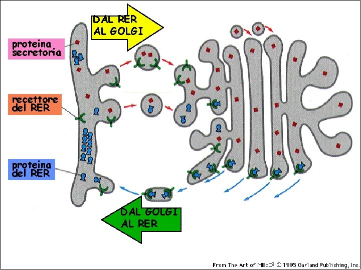 proteina secretoria DAL RER AL GOLGI recettore del RER proteina del RER DAL GOLGI