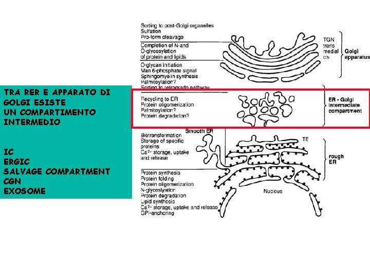 TRA RER E APPARATO DI GOLGI ESISTE UN COMPARTIMENTO INTERMEDIO IC ERGIC SALVAGE COMPARTMENT