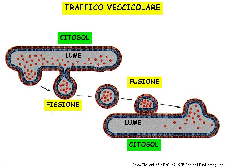 TRAFFICO VESCICOLARE CITOSOL LUME FUSIONE FISSIONE LUME CITOSOL 