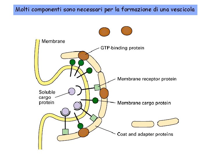 Molti componenti sono necessari per la formazione di una vescicola 