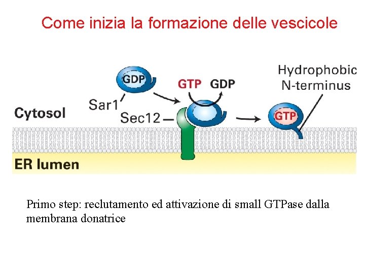 Come inizia la formazione delle vescicole Primo step: reclutamento ed attivazione di small GTPase