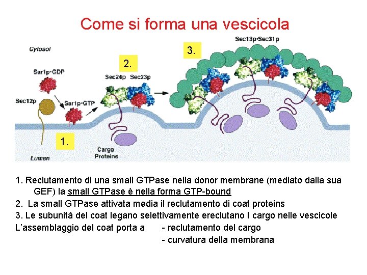 Come si forma una vescicola 3. 2. 1. Reclutamento di una small GTPase nella