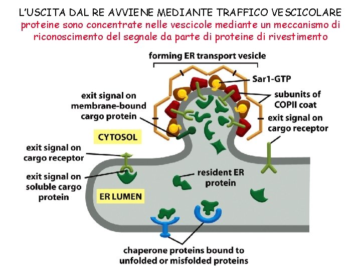 L’USCITA DAL RE AVVIENE MEDIANTE TRAFFICO VESCICOLARE proteine sono concentrate nelle vescicole mediante un