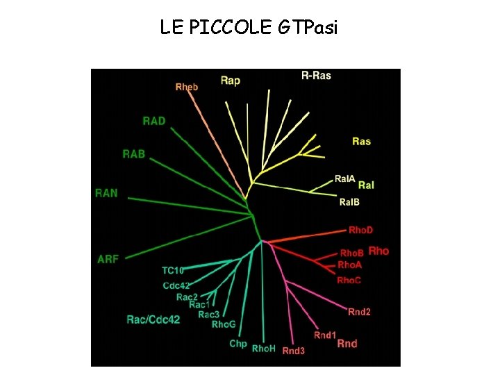 LE PICCOLE GTPasi 