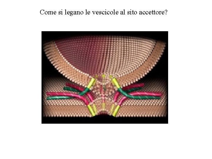 Come si legano le vescicole al sito accettore? 