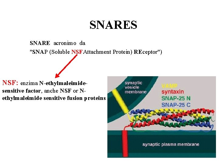 SNARES SNARE acronimo da "SNAP (Soluble NSFAttachment Protein) REceptor") NSF: enzima N-ethylmaleimidesensitive factor, anche