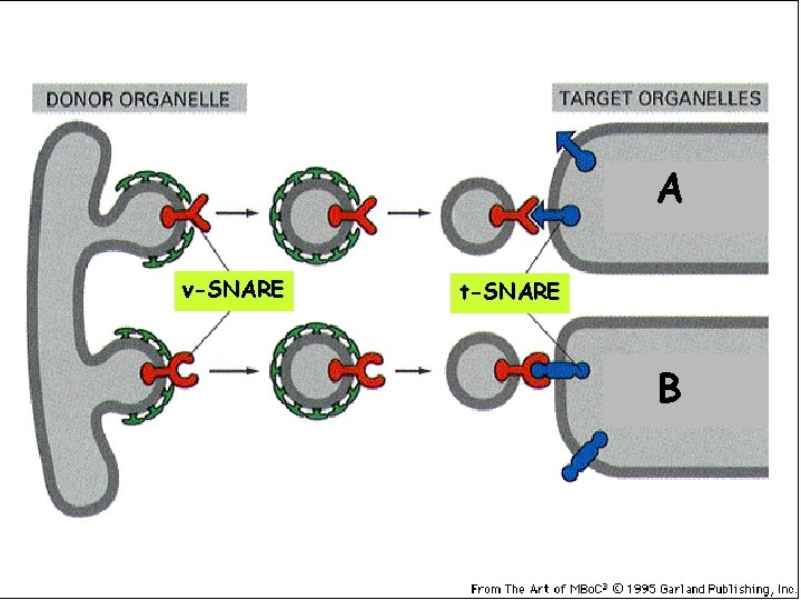 DONATORE ACCETTORI A v-SNARE t-SNARE B 