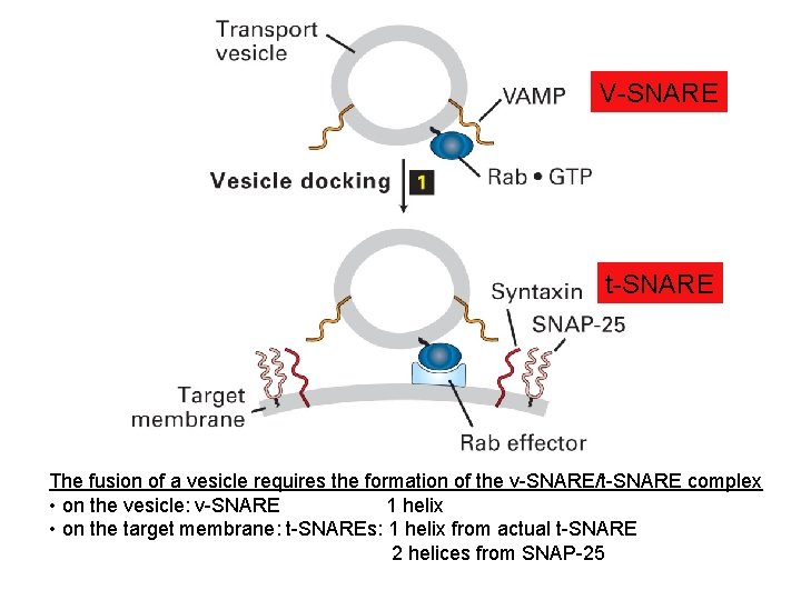 V-SNARE t-SNARE The fusion of a vesicle requires the formation of the v-SNARE/t-SNARE complex