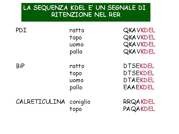 LA SEQUENZA KDEL E’ UN SEGNALE DI RITENZIONE NEL RER PDI ratto topo uomo