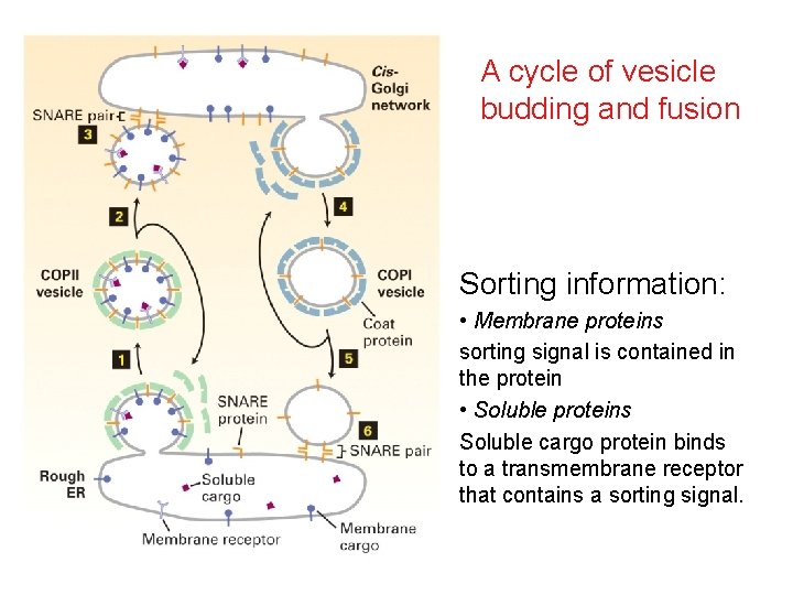 A cycle of vesicle budding and fusion Sorting information: • Membrane proteins sorting signal