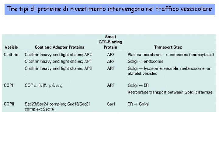 Tre tipi di proteine di rivestimento intervengono nel traffico vescicolare 