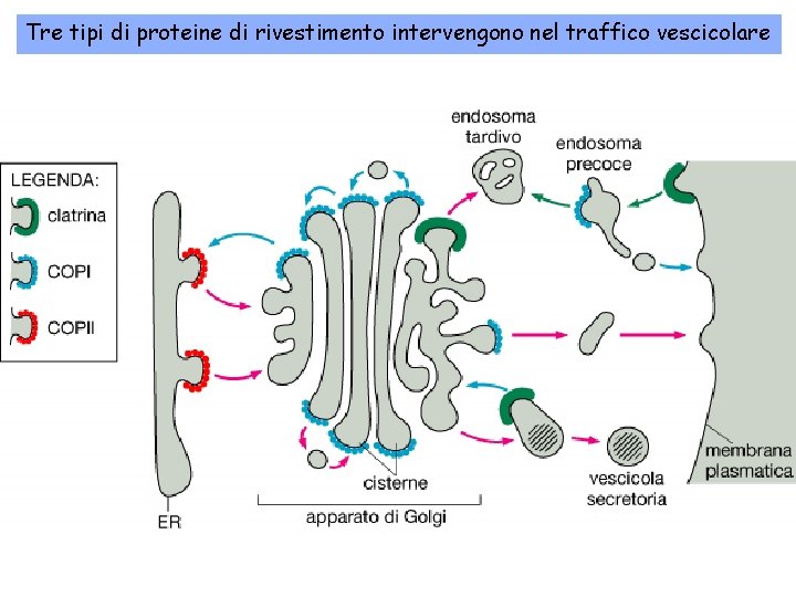 Tre tipi di proteine di rivestimento intervengono nel traffico vescicolare 