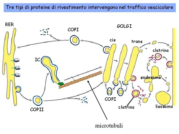 Tre tipi di proteine di rivestimento intervengono nel traffico vescicolare RER GOLGI COPI cis