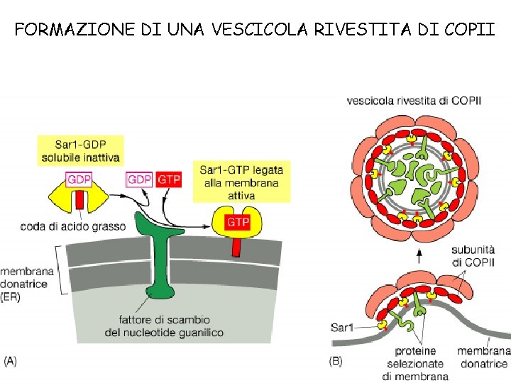 FORMAZIONE DI UNA VESCICOLA RIVESTITA DI COPII 