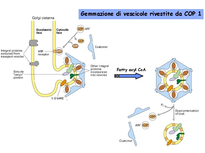 Gemmazione di vescicole rivestite da COP 1 Fatty acyl Co. A 