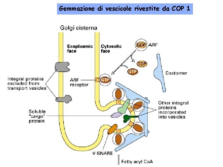 Gemmazione di vescicole rivestite da COP 1 