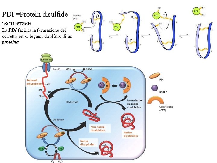 PDI =Protein disulfide isomerase La PDI facilita la formazione del corretto set di legami