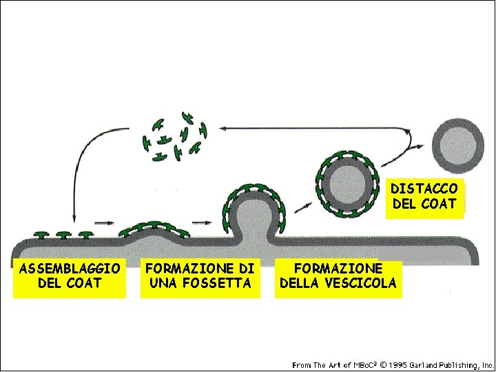 DISTACCO DEL COAT ASSEMBLAGGIO DEL COAT FORMAZIONE DI UNA FOSSETTA FORMAZIONE DELLA VESCICOLA 