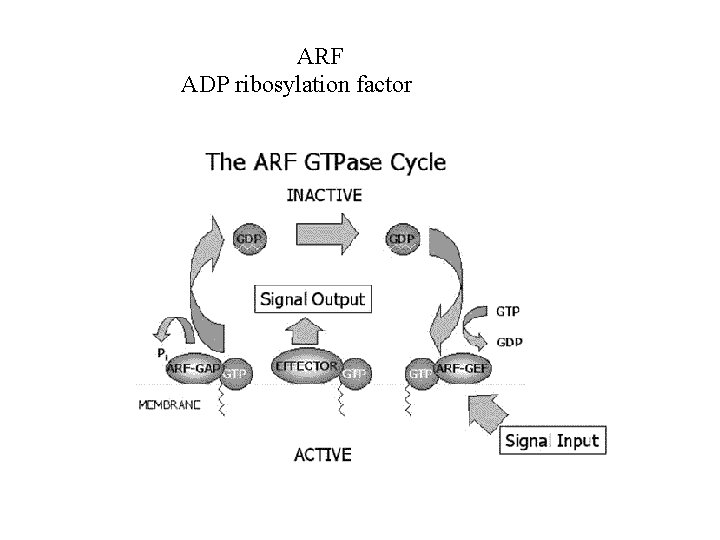 ARF ADP ribosylation factor 