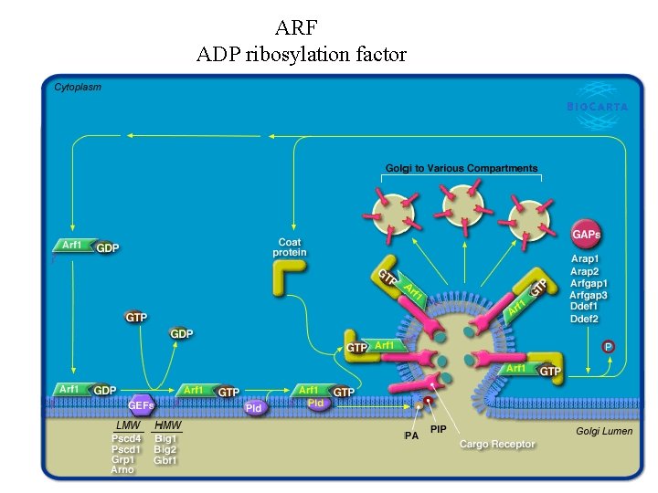 ARF ADP ribosylation factor 