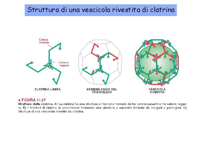 Struttura di una vescicola rivestita di clatrina 