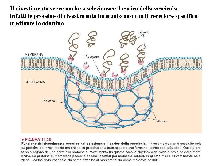 Il rivestimento serve anche a selezionare il carico della vescicola infatti le proteine di