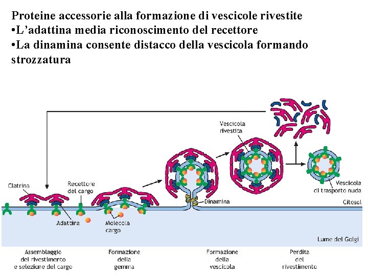 Proteine accessorie alla formazione di vescicole rivestite • L’adattina media riconoscimento del recettore •