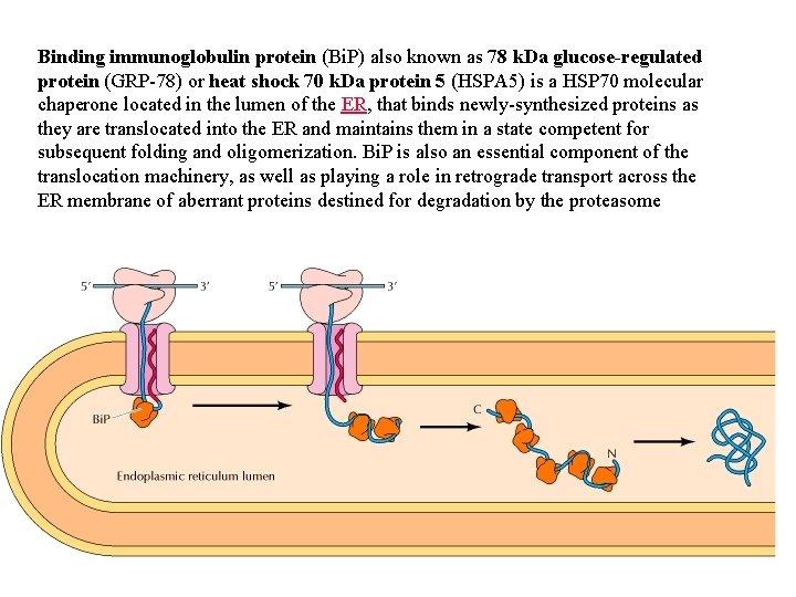 Binding immunoglobulin protein (Bi. P) also known as 78 k. Da glucose-regulated protein (GRP-78)