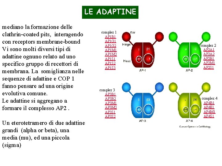 LE ADAPTINE mediano la formazione delle clathrin-coated pits, interagendo con receptors membrane-bound Vi sono