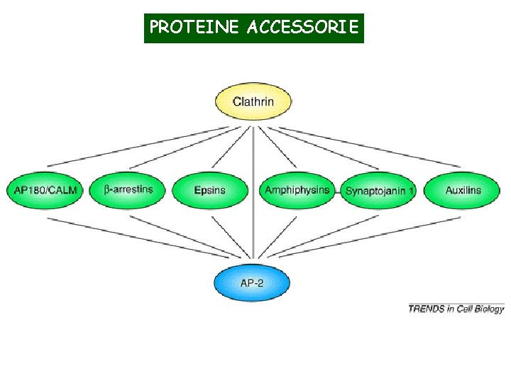 PROTEINE ACCESSORIE 