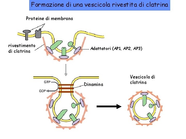 Formazione di una vescicola rivestita di clatrina Proteine di membrana rivestimento di clatrina Adattatori