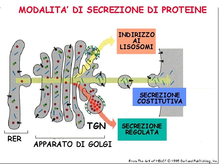 MODALITA’ DI SECREZIONE DI PROTEINE INDIRIZZO AI LISOSOMI SECREZIONE COSTITUTIVA TGN RER APPARATO DI