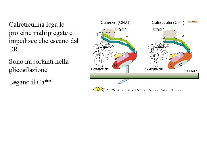 Calreticulina lega le proteine malripiegate e impedisce che escano dal ER. Sono importanti nella