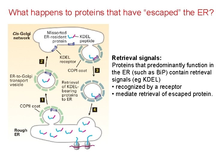 What happens to proteins that have “escaped” the ER? Retrieval signals: Proteins that predominantly