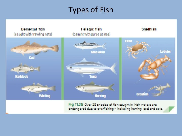 Types of Fish 