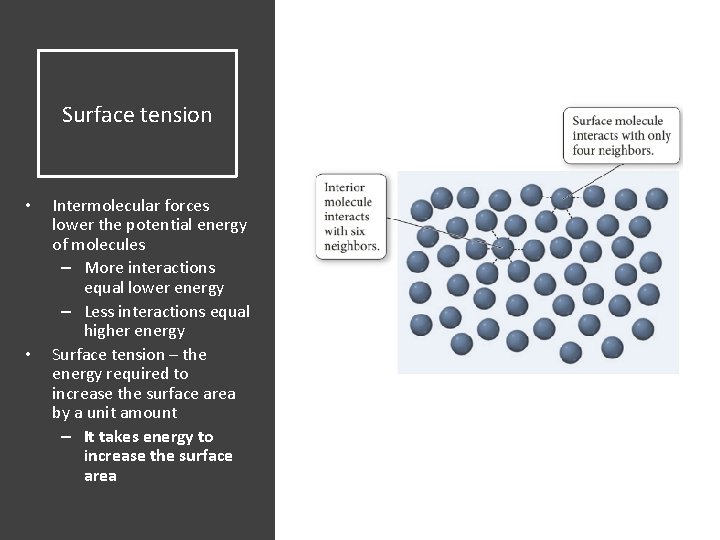 Surface tension • • Intermolecular forces lower the potential energy of molecules – More
