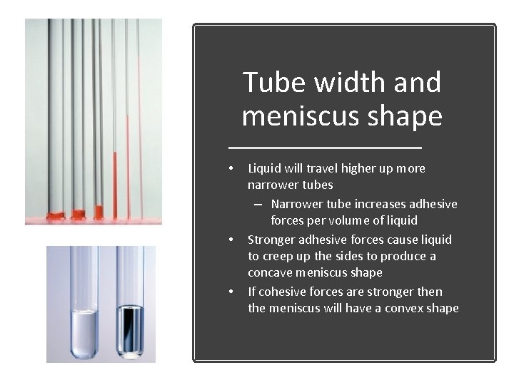 Tube width and meniscus shape • • • Liquid will travel higher up more