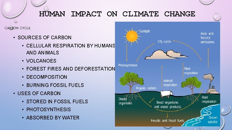 HUMAN IMPACT ON CLIMATE CHANGE CARBON CYCLE • SOURCES OF CARBON • CELLULAR RESPIRATION