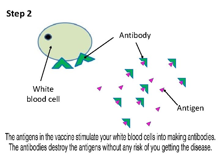Step 2 Antibody White blood cell Antigen Step 2 Antibody White blood cell Antigen