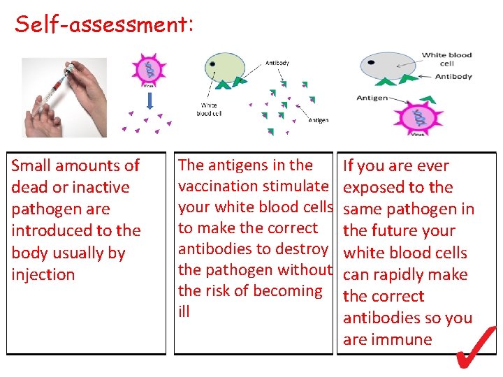 Self-assessment: Small amounts of dead or inactive pathogen are introduced to the body usually Self-assessment: Small amounts of dead or inactive pathogen are introduced to the body usually